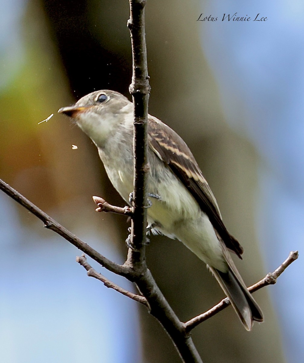 Eastern Wood-Pewee - ML647347952