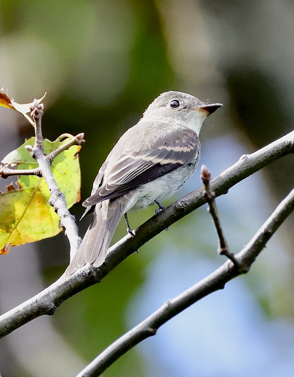 Eastern Wood-Pewee - ML647347953