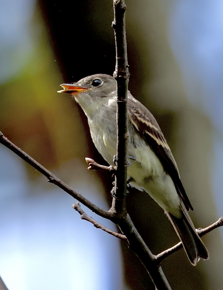 Eastern Wood-Pewee - ML647347954