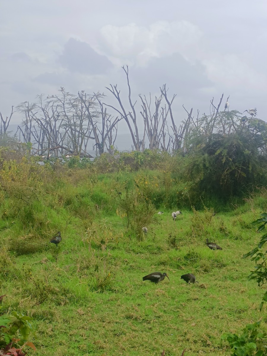 hadadaibis - ML647347960