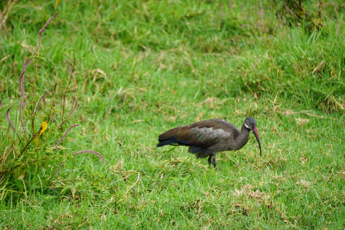 hadadaibis - ML647347961