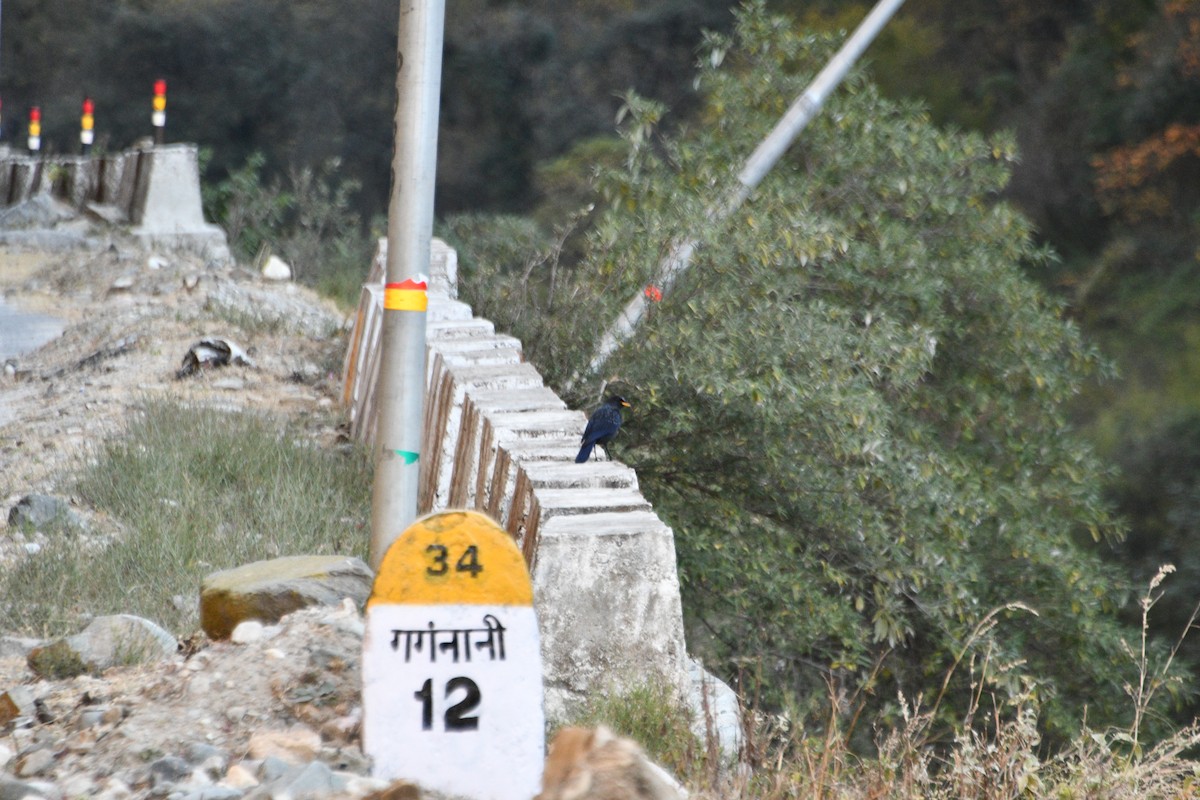 Blue Whistling-Thrush - ML647347968