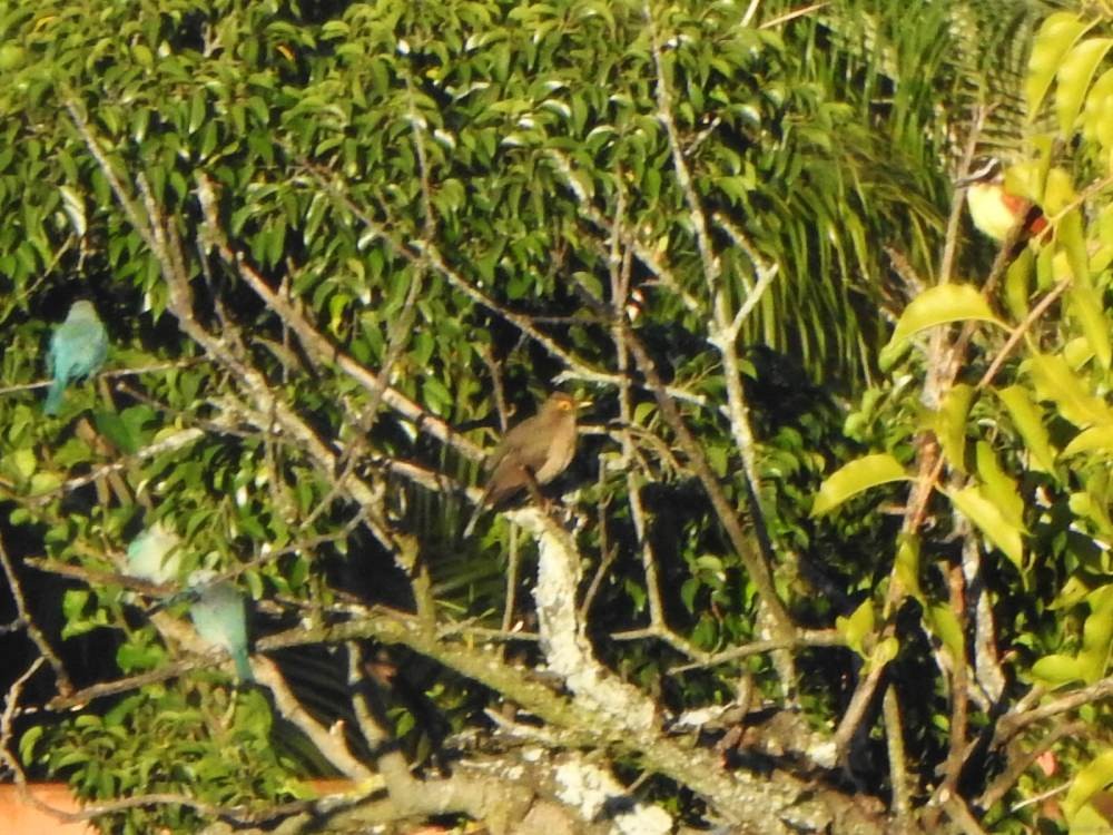 Spectacled Thrush - ML647347973