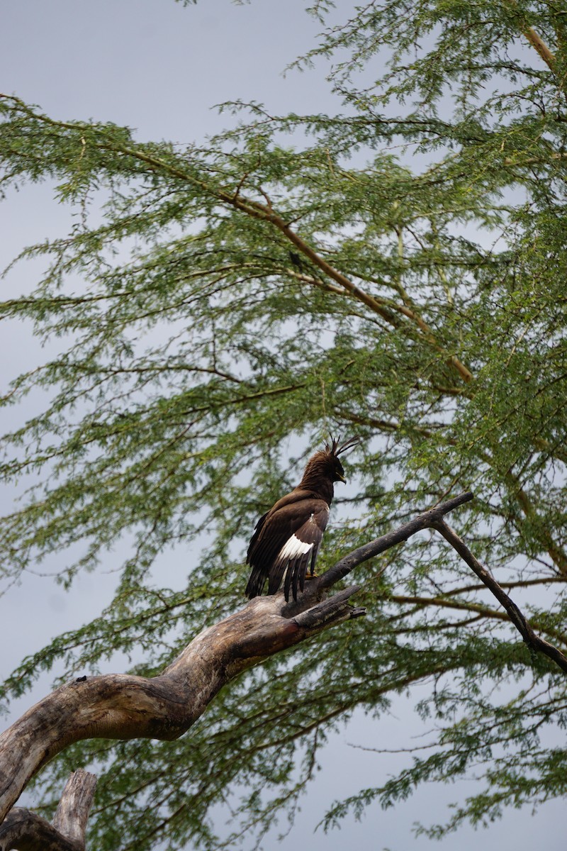 Long-crested Eagle - ML647347978
