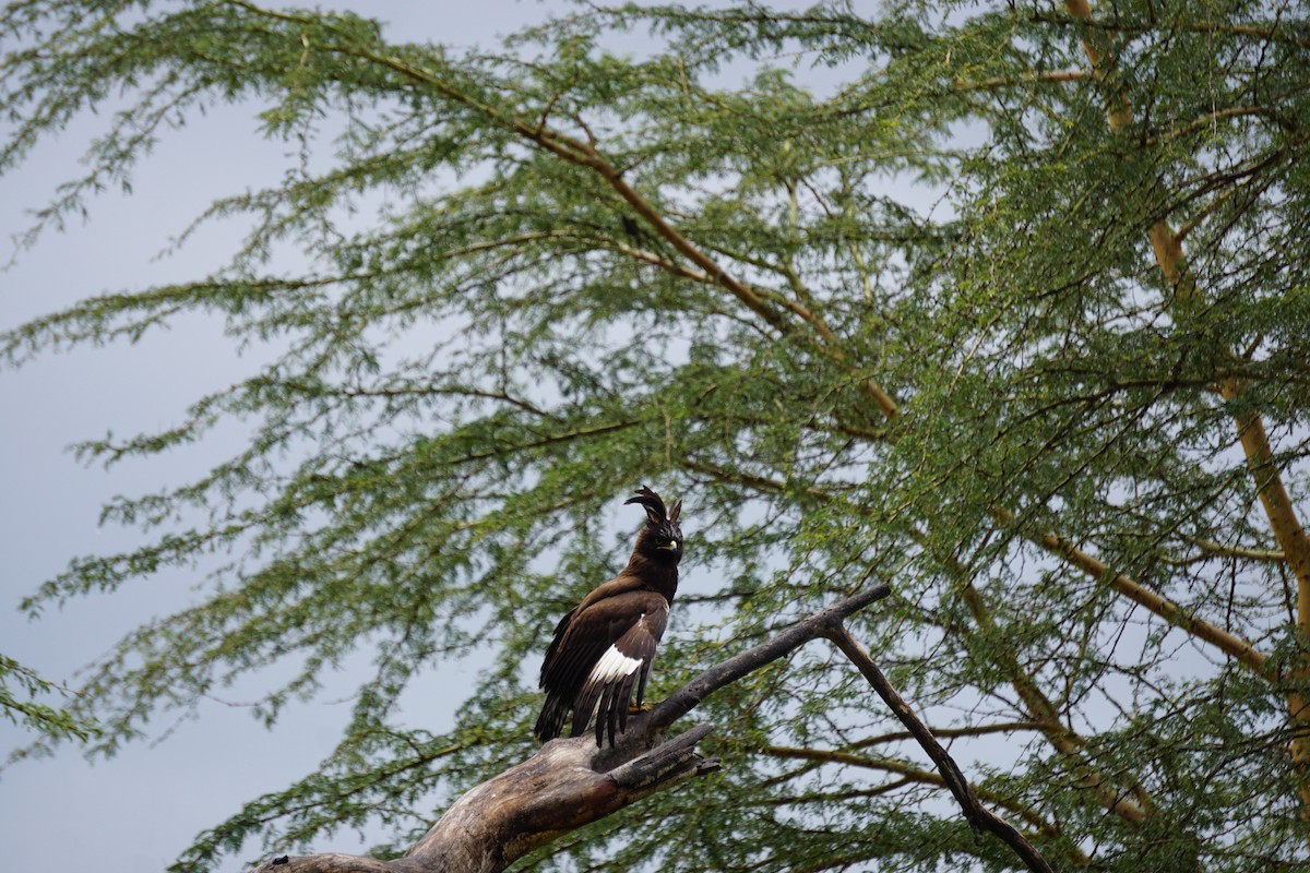 Long-crested Eagle - ML647347979
