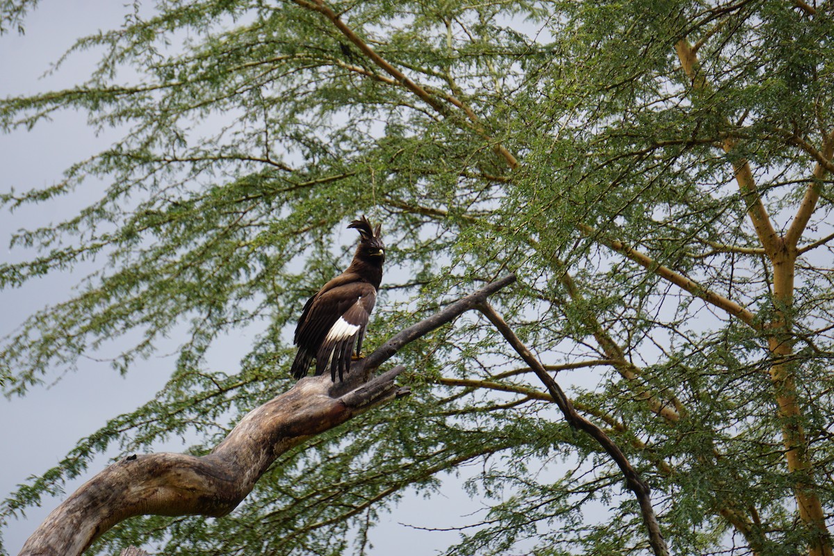 Long-crested Eagle - ML647347980