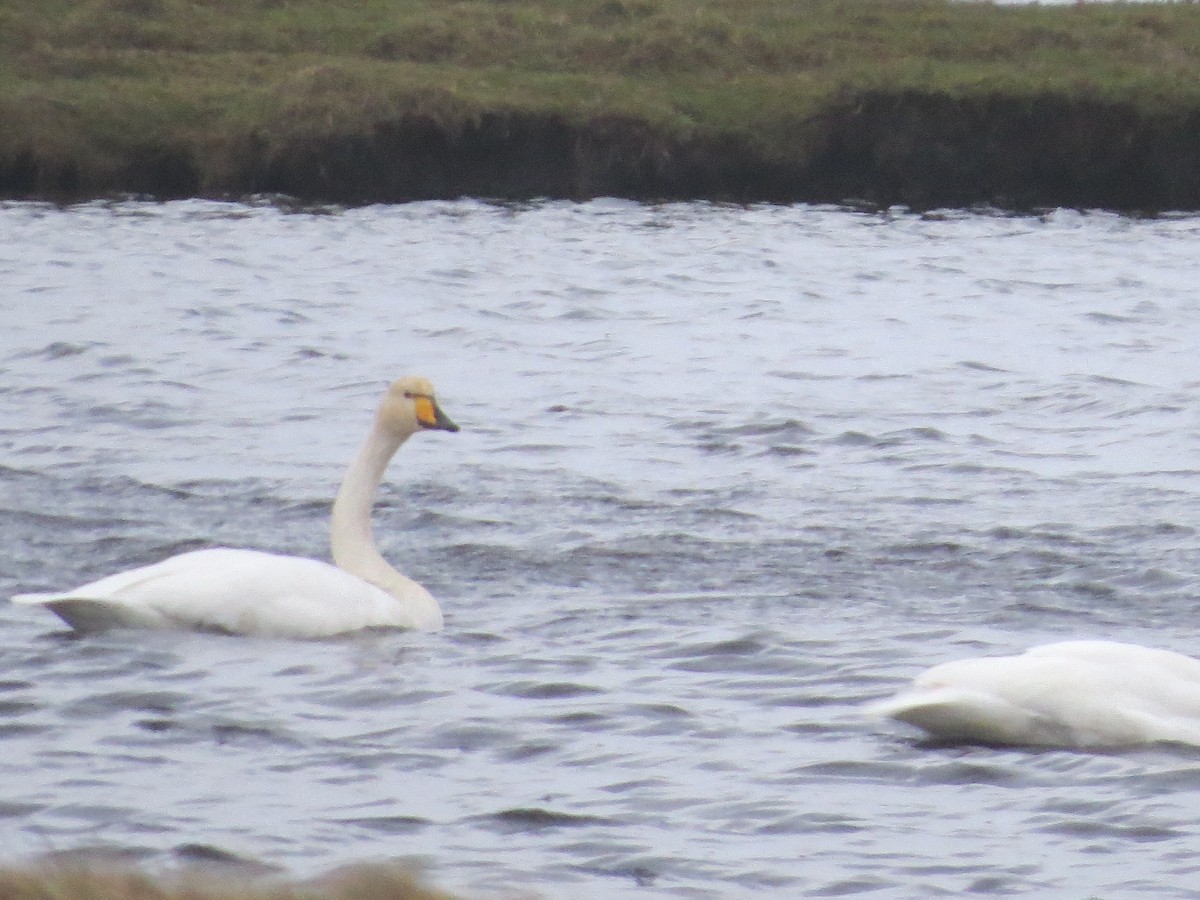 Whooper Swan - ML647347995