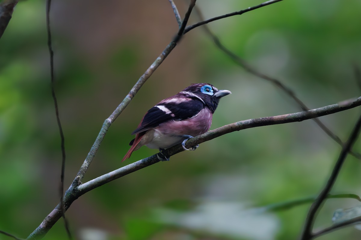 Eurilaimo de las Bisayas - ML647347996