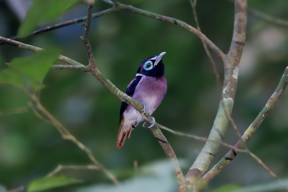 Eurilaimo de las Bisayas - ML647347998