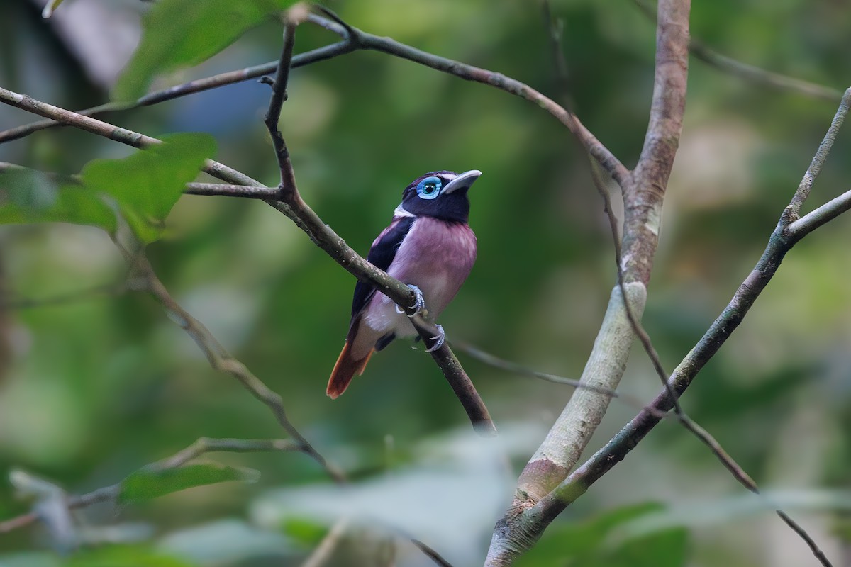 Eurilaimo de las Bisayas - ML647348002