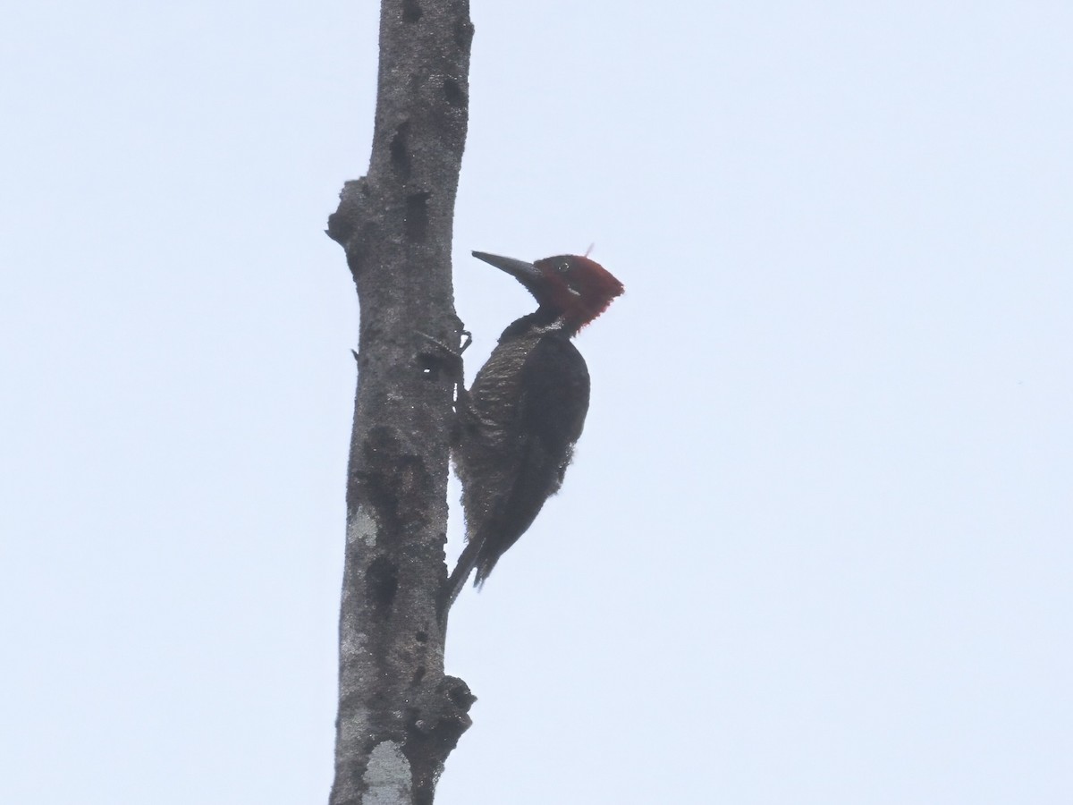 Guayaquil Woodpecker - ML647348014