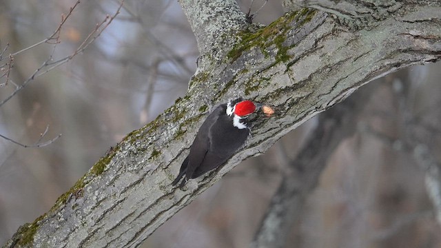 datel chocholatý - ML647348029