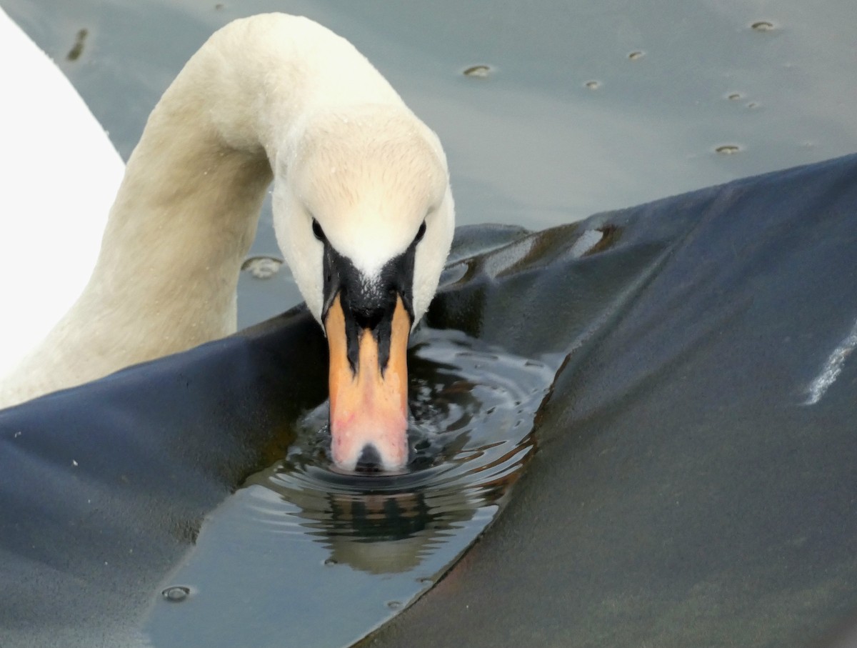 疣鼻天鵝 - ML647348035