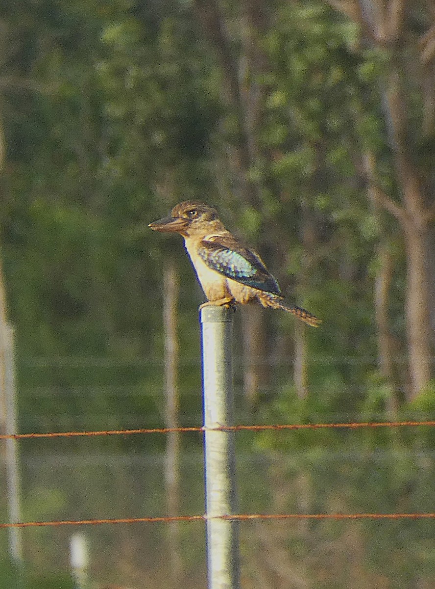 Blue-winged Kookaburra - ML647348036