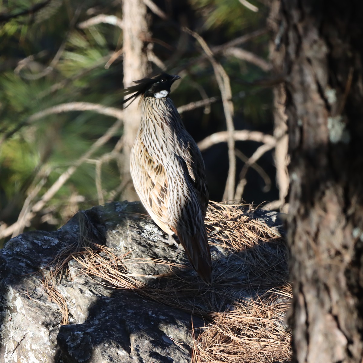 Koklass Pheasant - ML647348044
