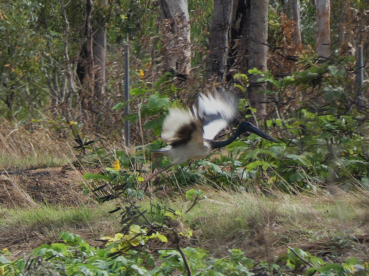 Black-necked Stork - ML647348046