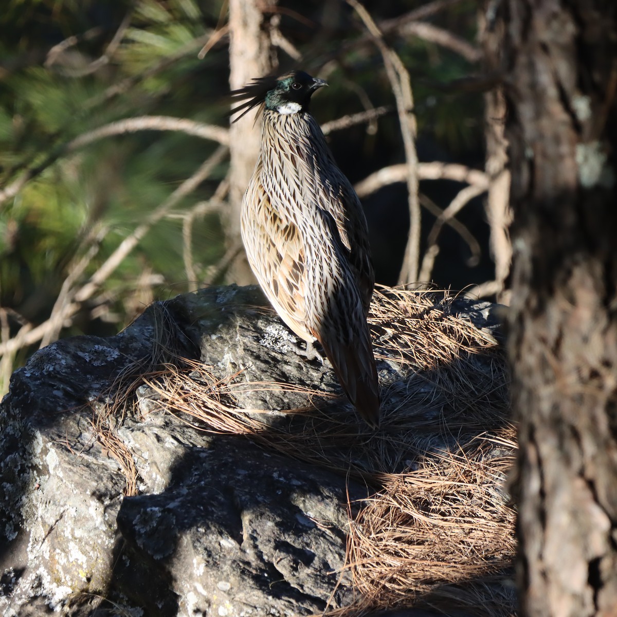 Koklass Pheasant - ML647348047