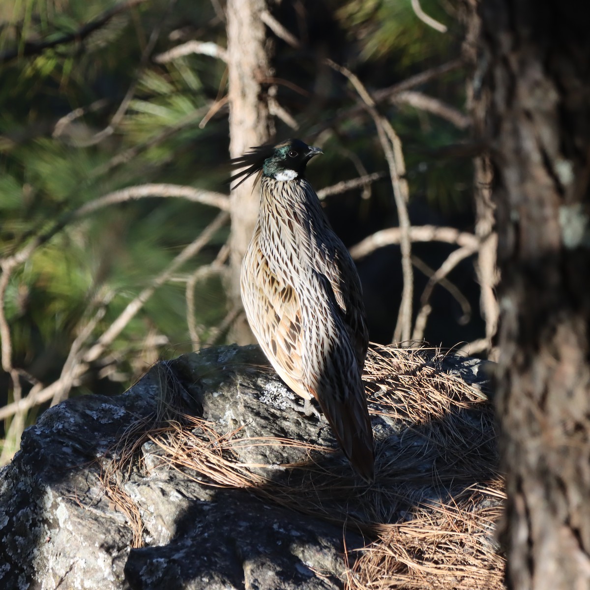 Koklass Pheasant - ML647348048