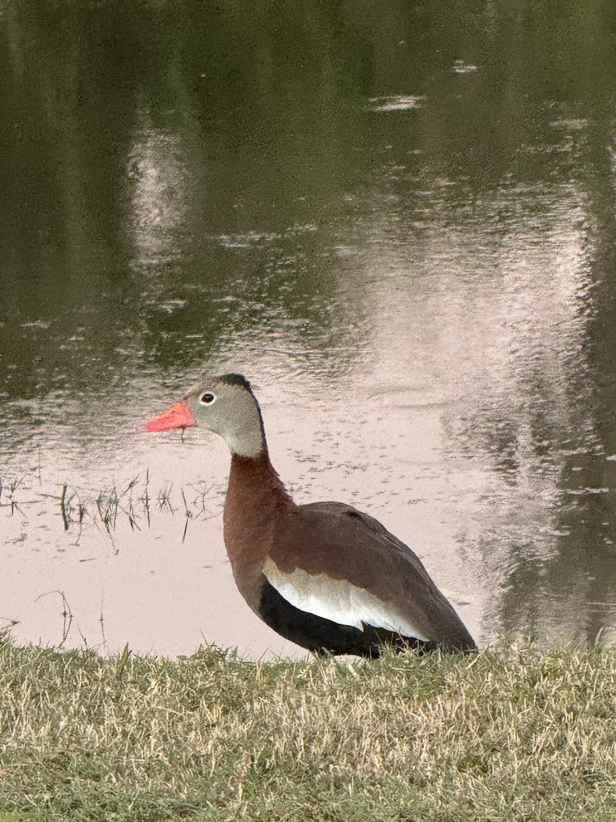 Black-bellied Whistling-Duck - ML647348049