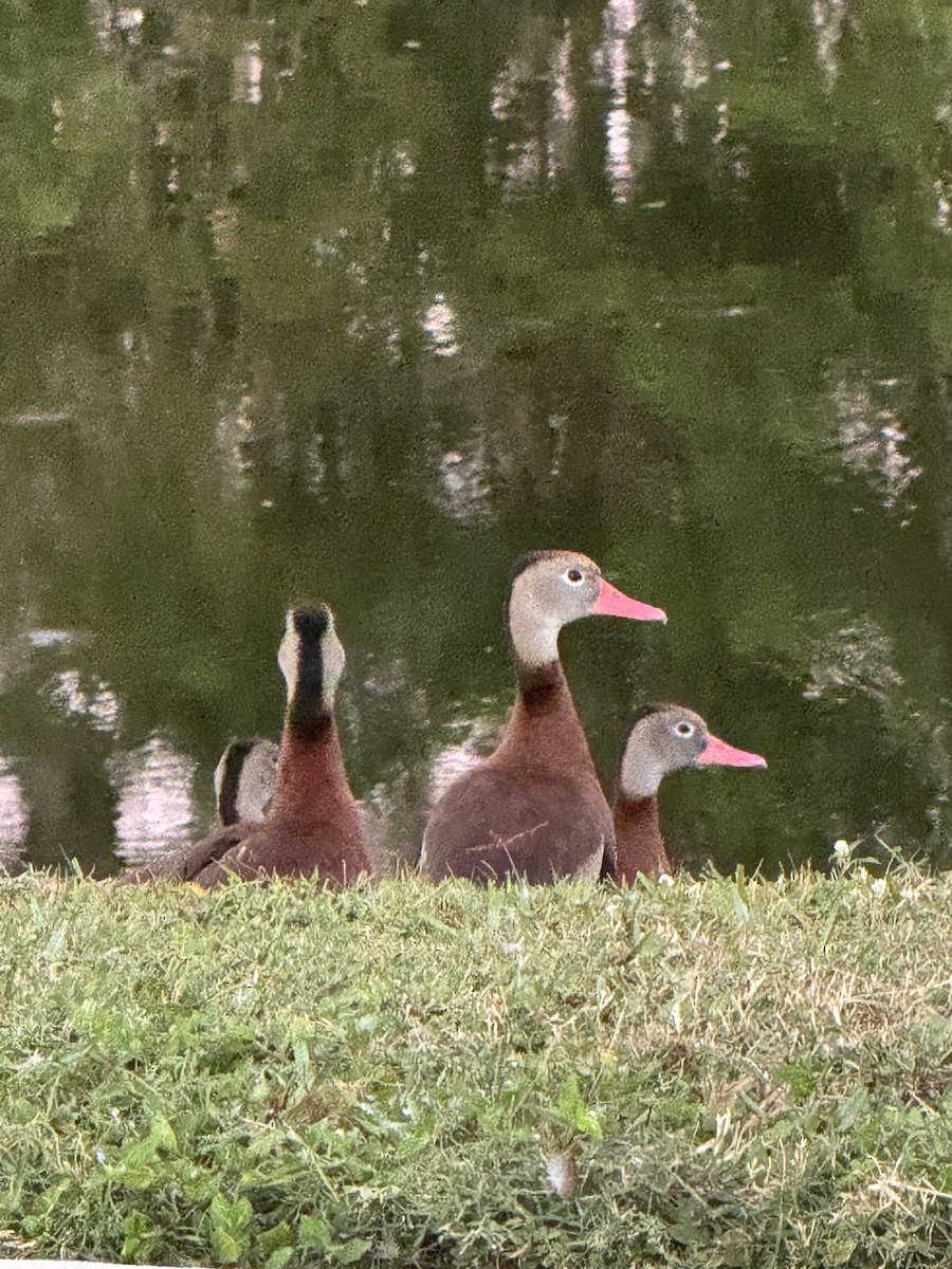 Black-bellied Whistling-Duck - ML647348050