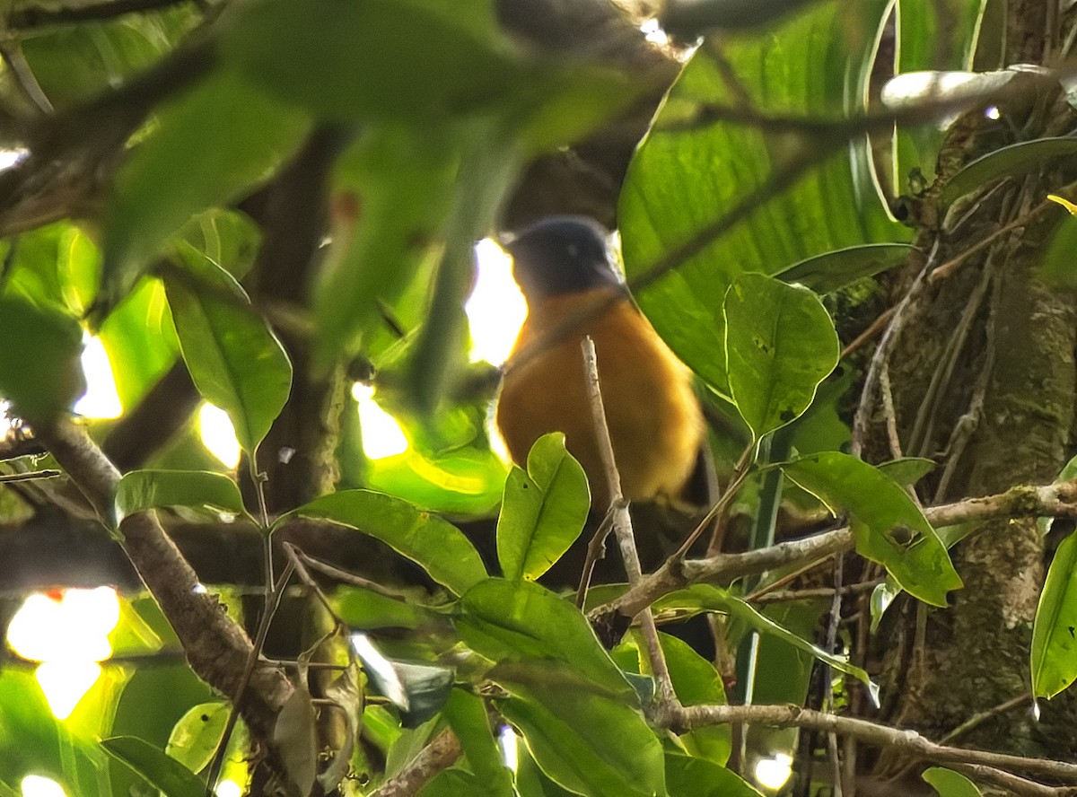 Chinese Vivid Niltava - ML647348052