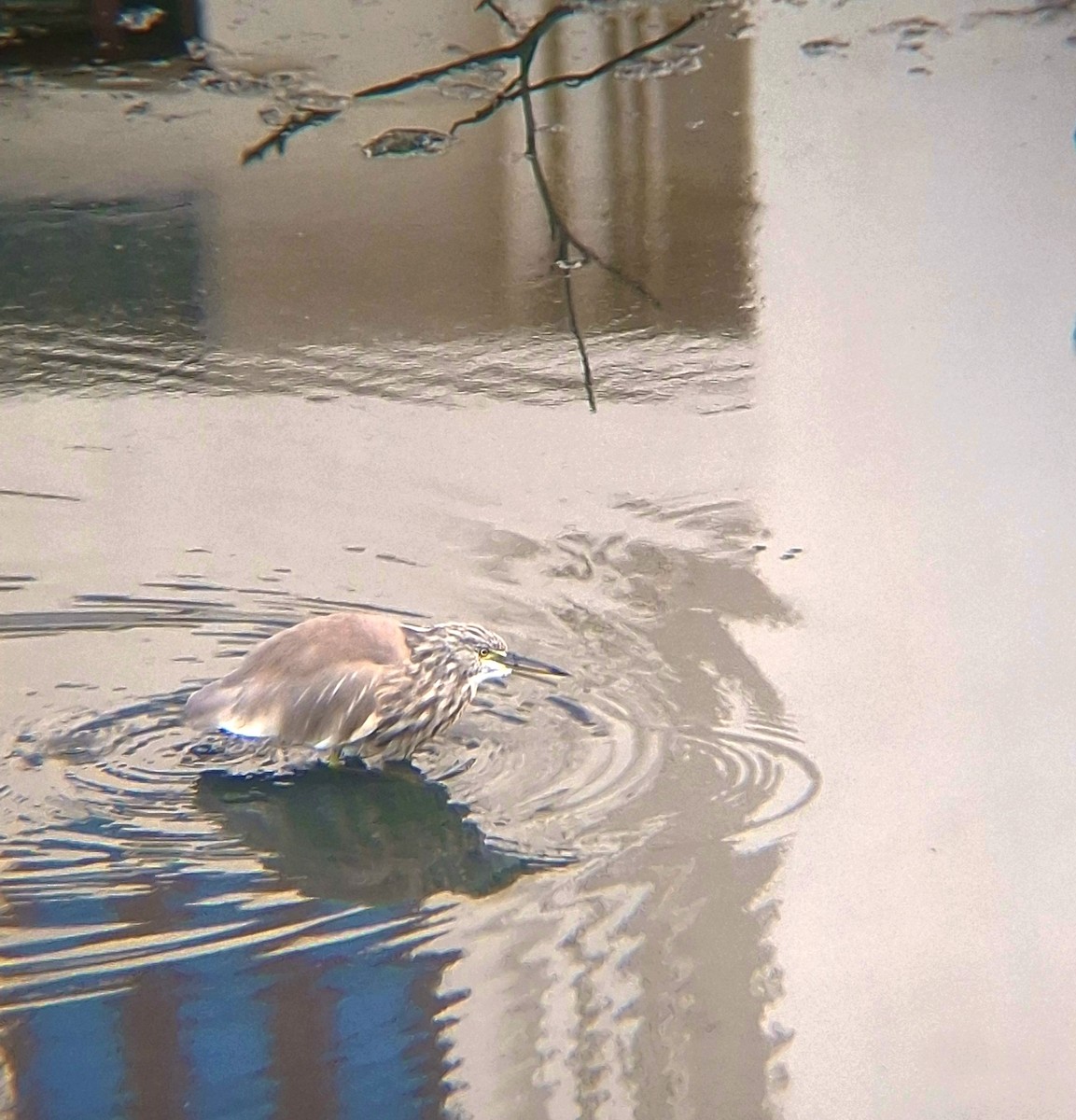 Indian Pond-Heron - ML647348053