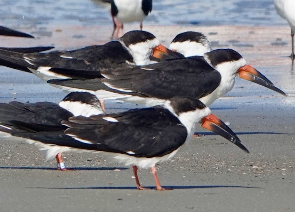Black Skimmer - ML647348054