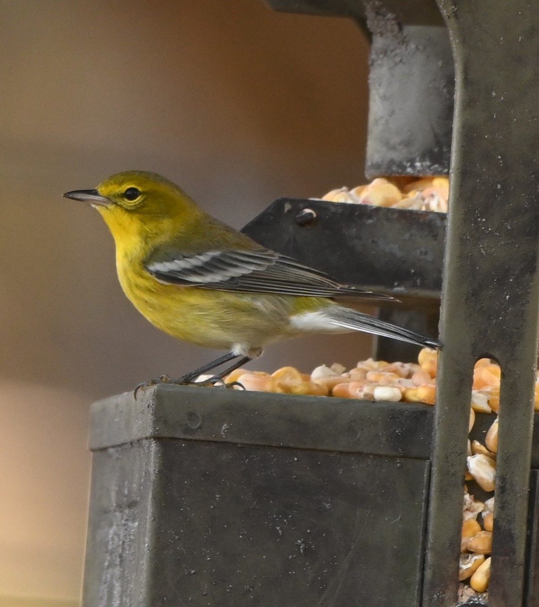 Pine Warbler - ML647348056