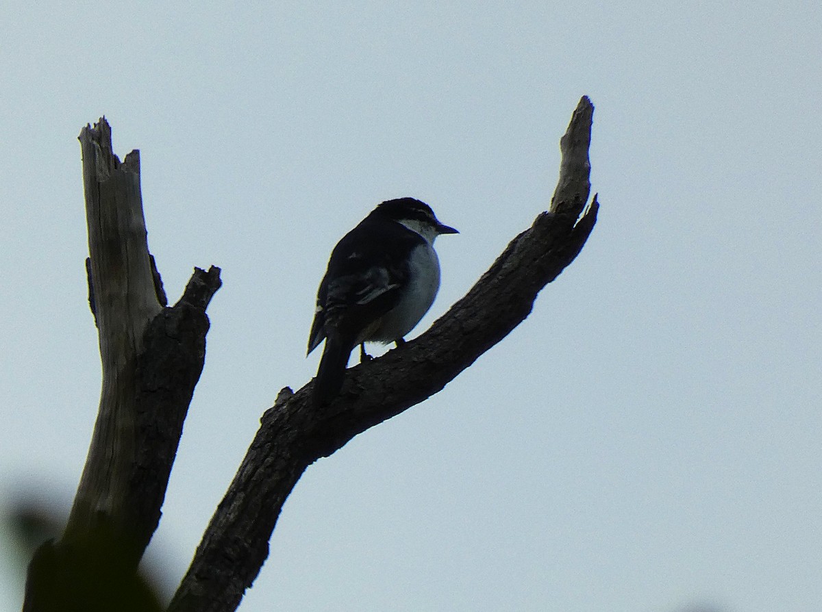 Varied Triller - ML647348059