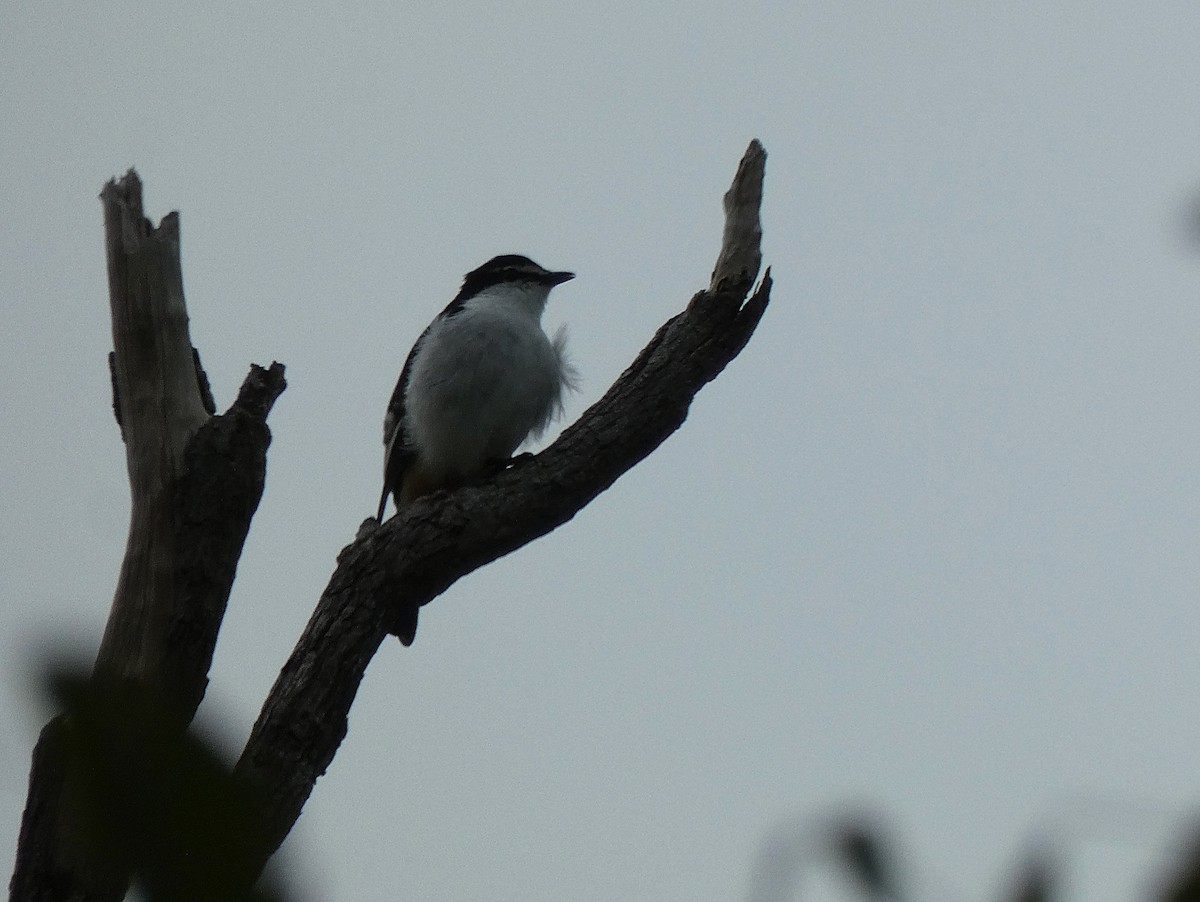 Varied Triller - ML647348060