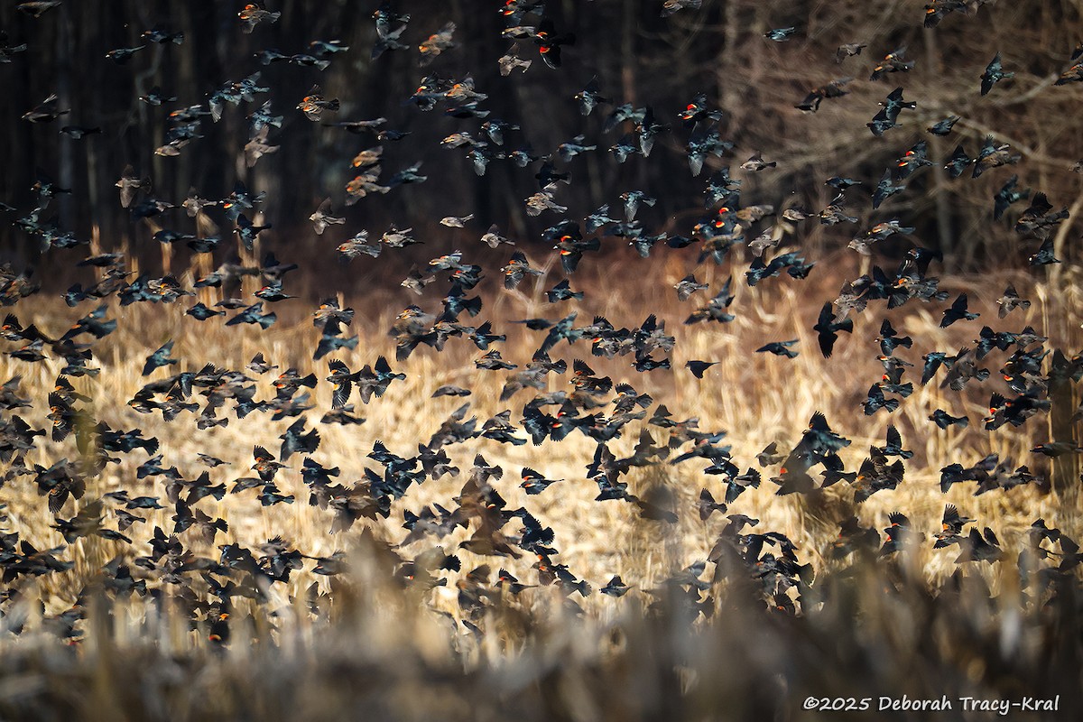 Red-winged Blackbird - ML647348063