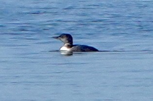 Common Loon - ML647348065