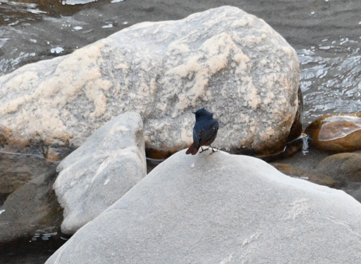 Plumbeous Redstart - ML647348089