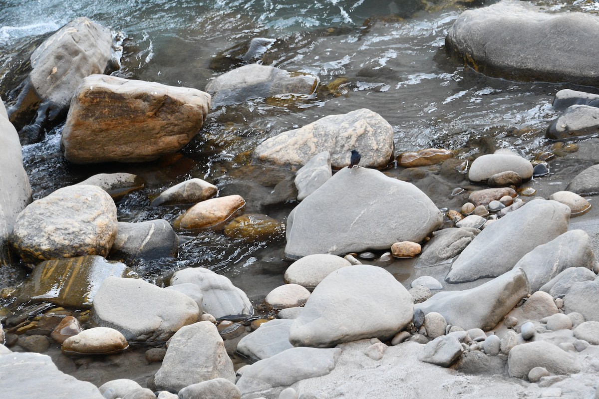 Plumbeous Redstart - ML647348091