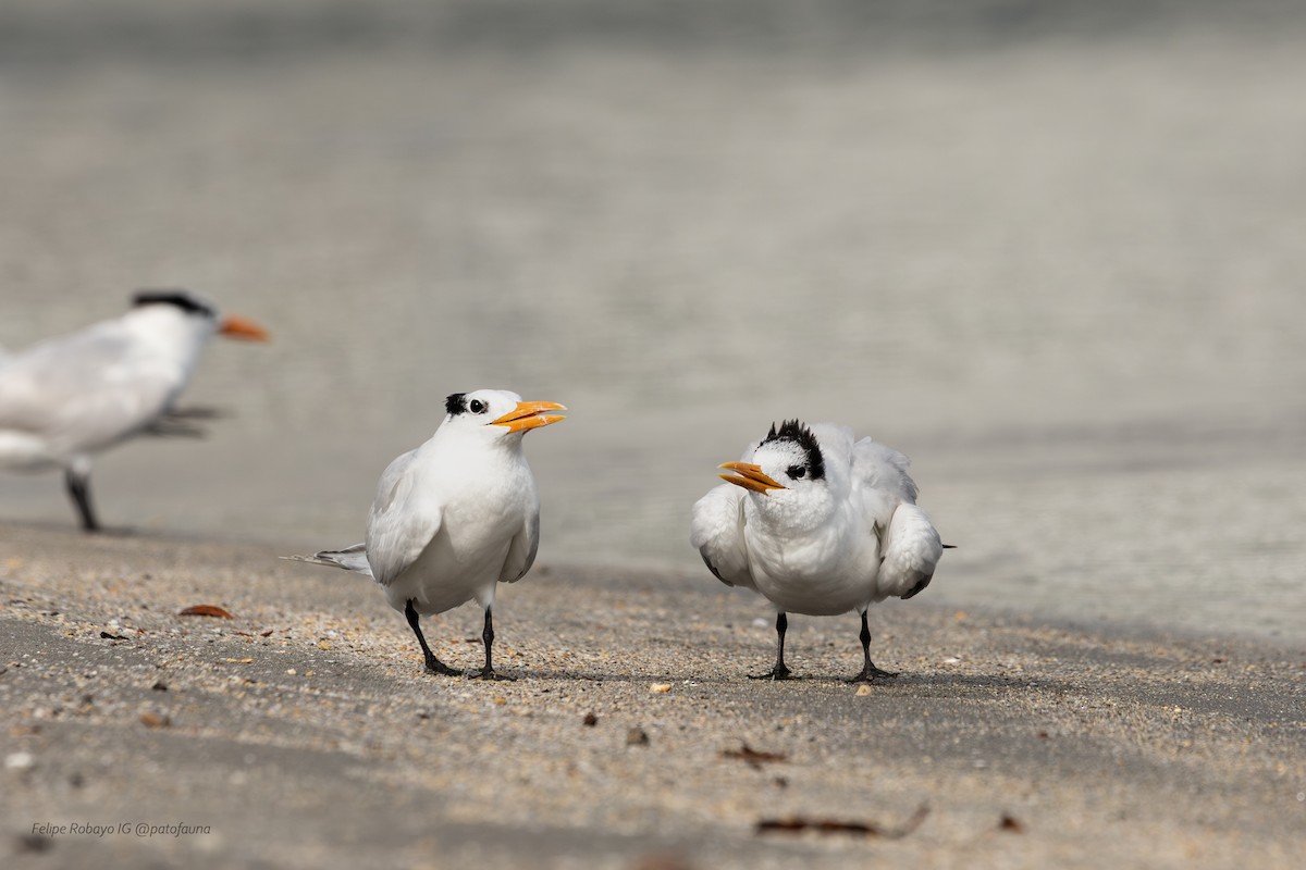 Royal Tern - ML647348111