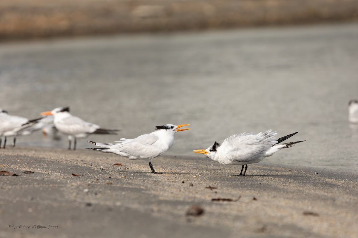 Royal Tern - ML647348112