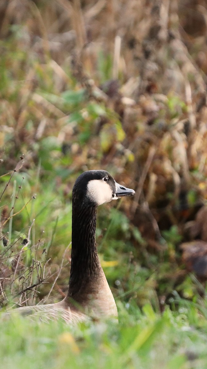 Branta kanadar handia - ML647348117