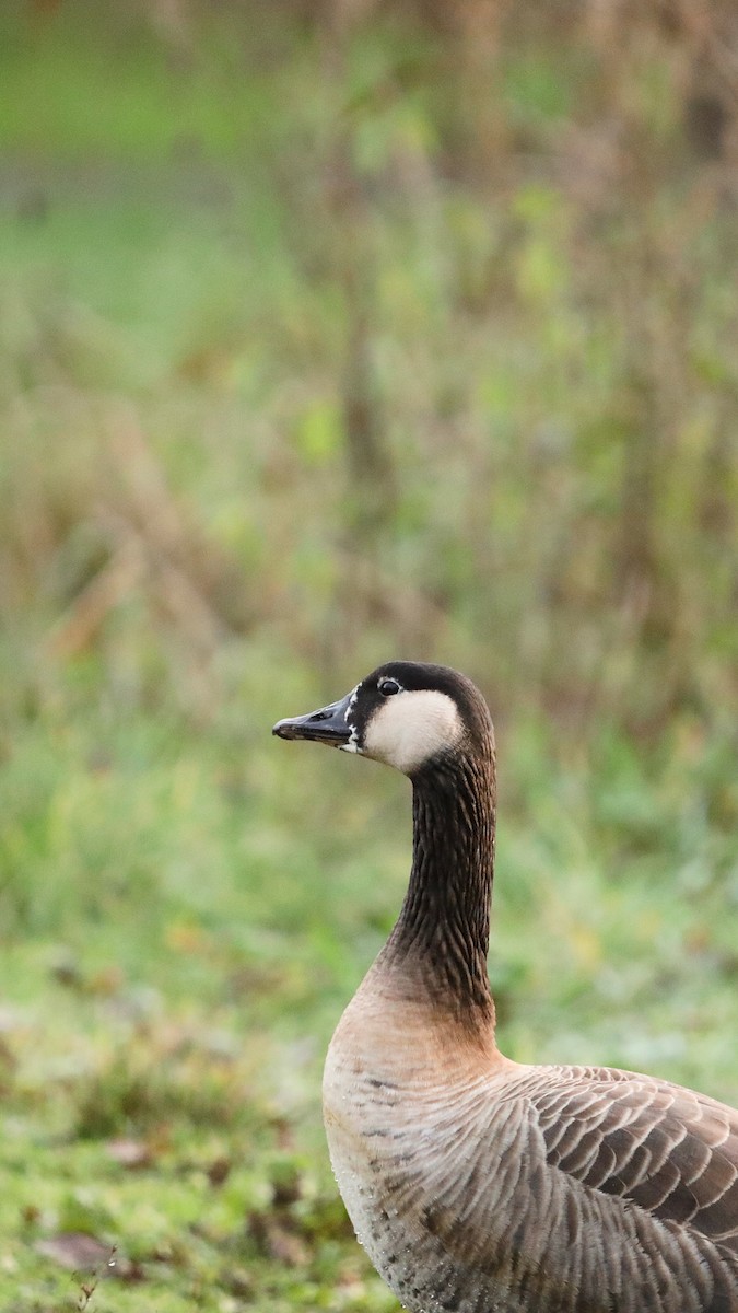 Branta kanadar handia - ML647348118
