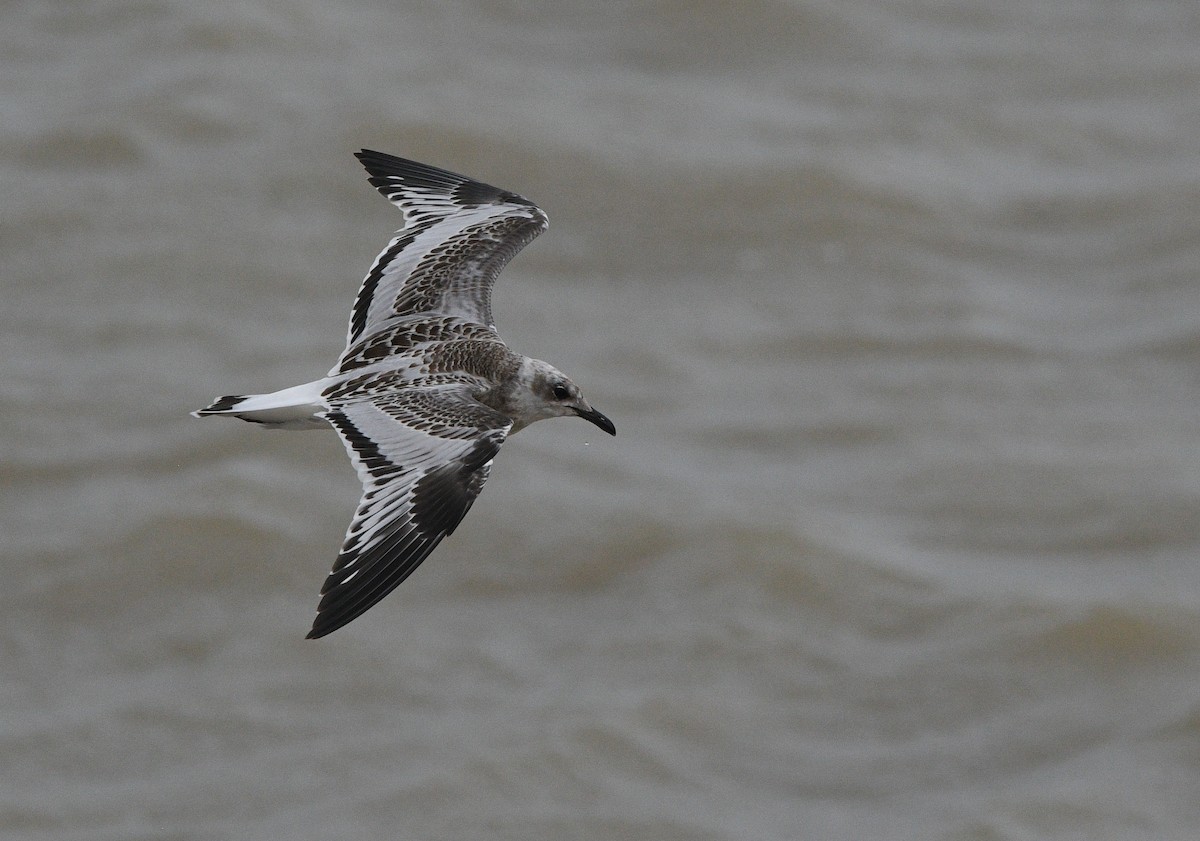 שחף שחור-ראש - ML647348120
