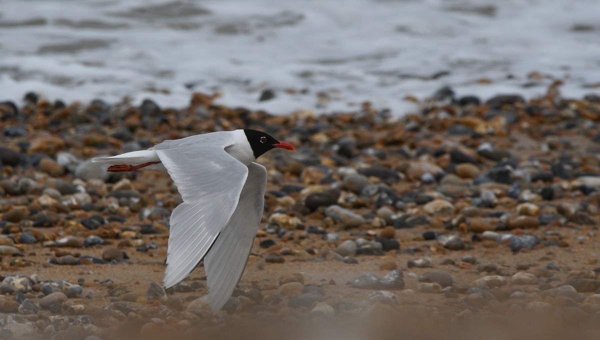 שחף שחור-ראש - ML647348121
