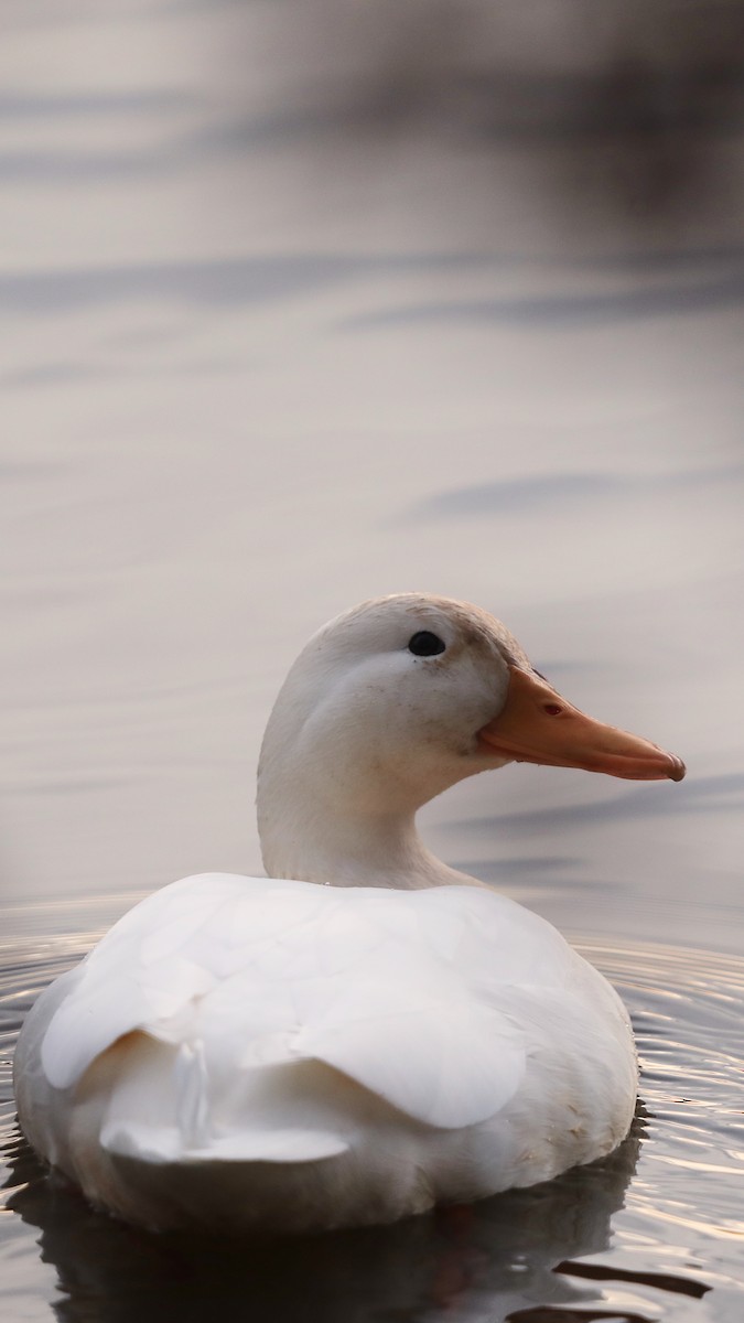 Mallard (Domestic type) - ML647348124