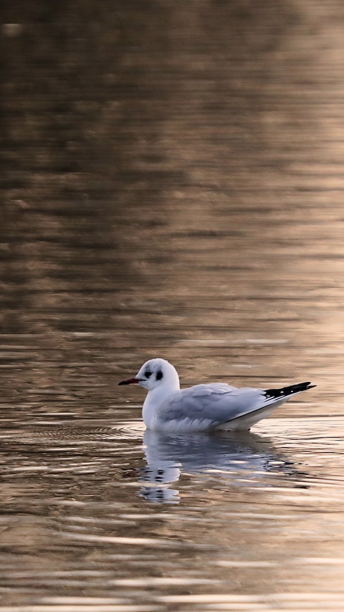 Black-headed Gull - ML647348126