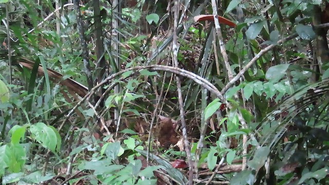 střízlík zpěvný - ML647348133