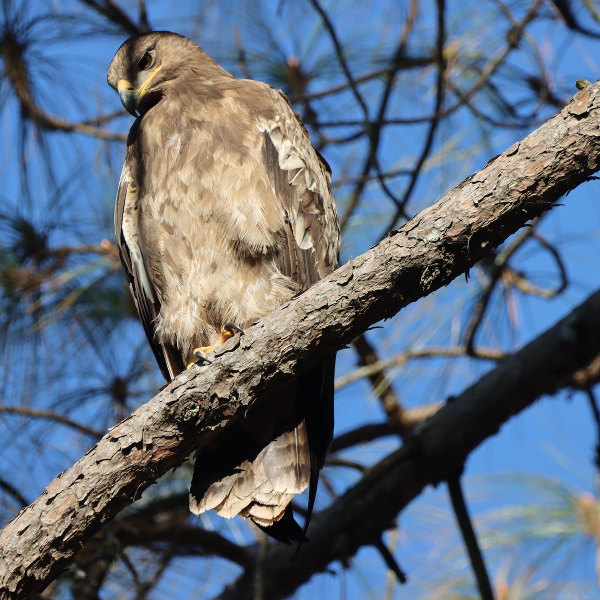 ソウゲンワシ - ML647348135