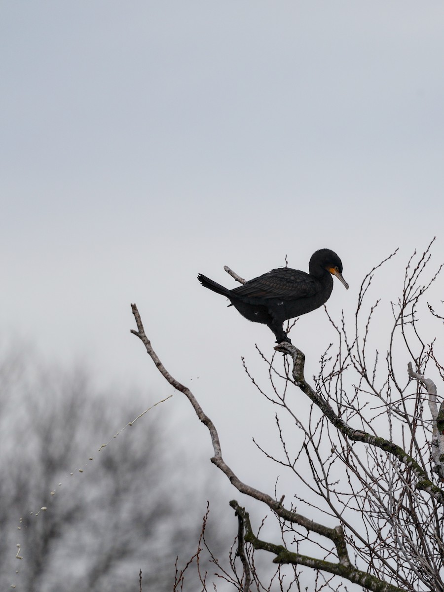 Great Cormorant - ML647348136
