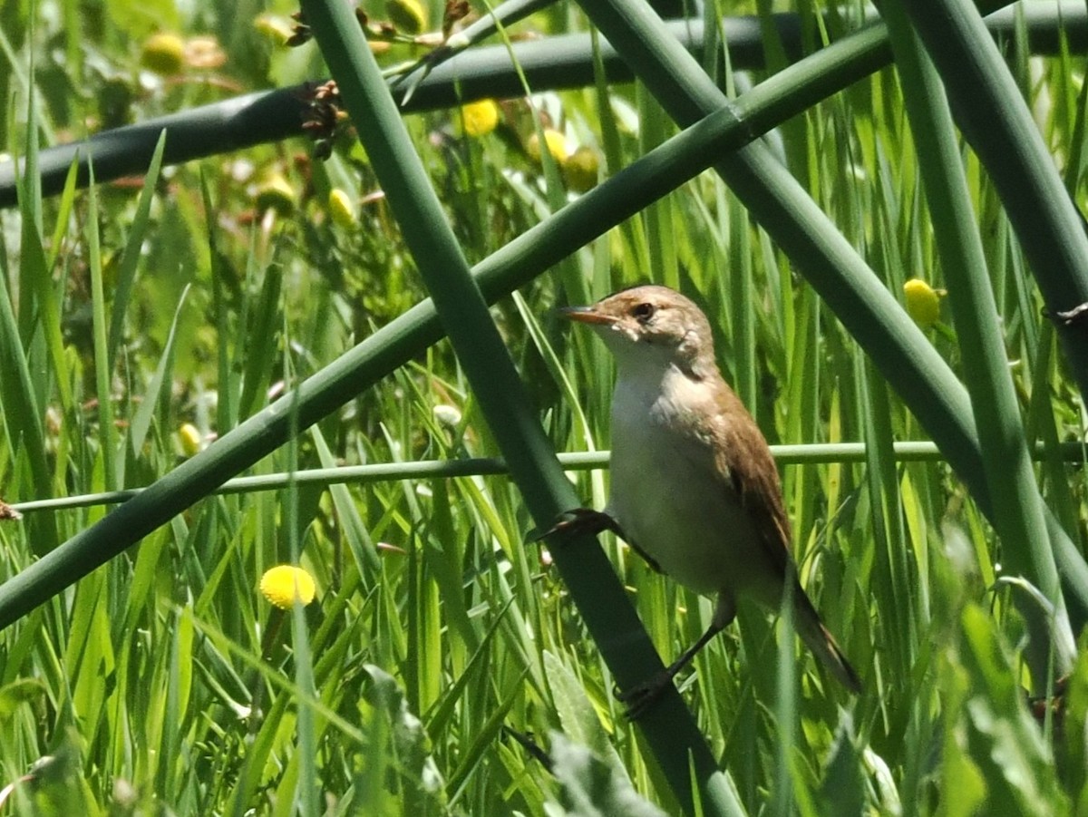 rákosník jižní - ML647348137