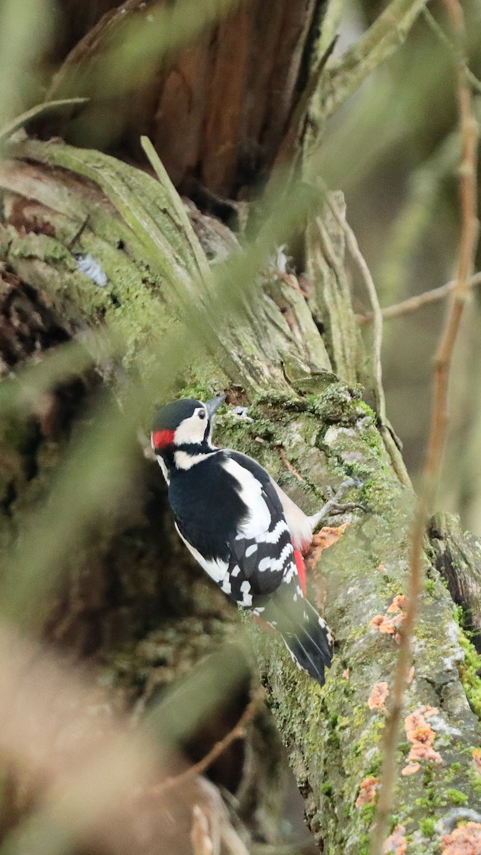 アカゲラ - ML647348139