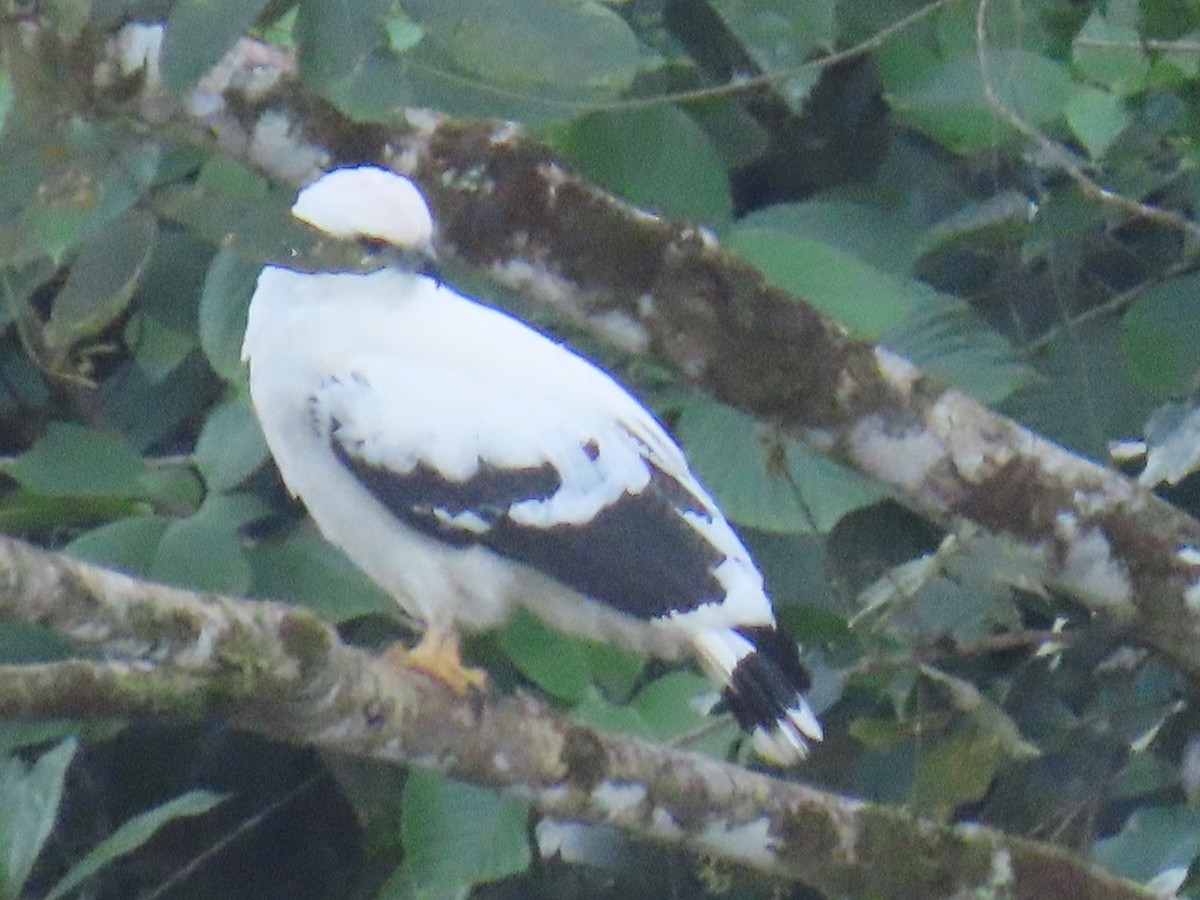 シロノスリ - ML647348141