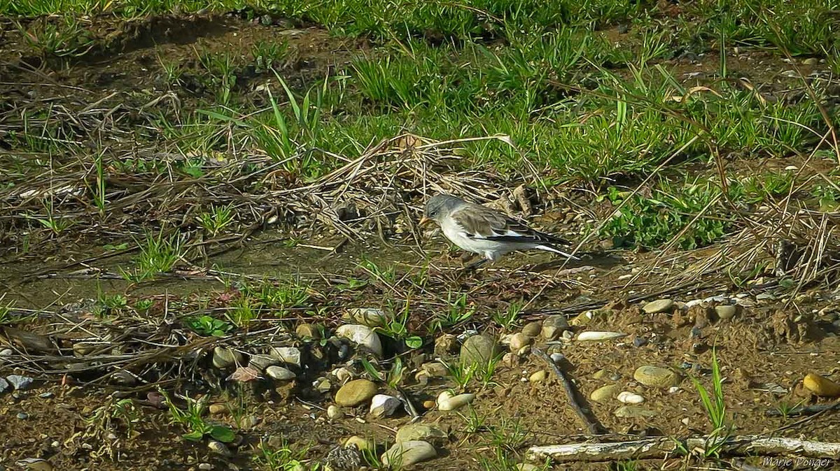 ユキスズメ - ML647348142
