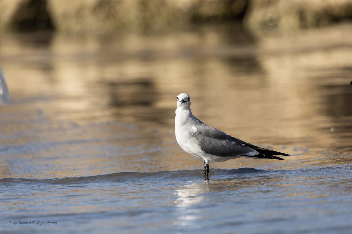 ワライカモメ - ML647348144